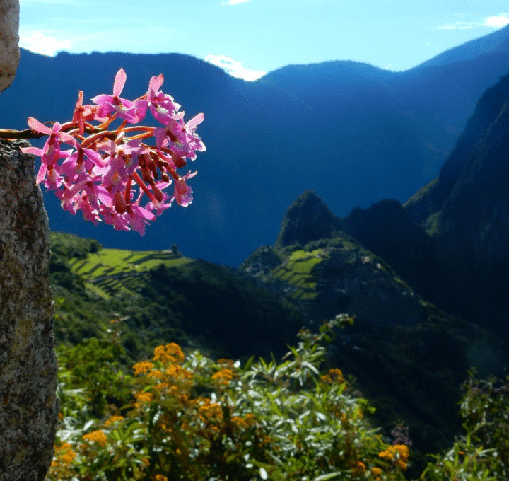 pink flower in front of distant view of machu picchu
