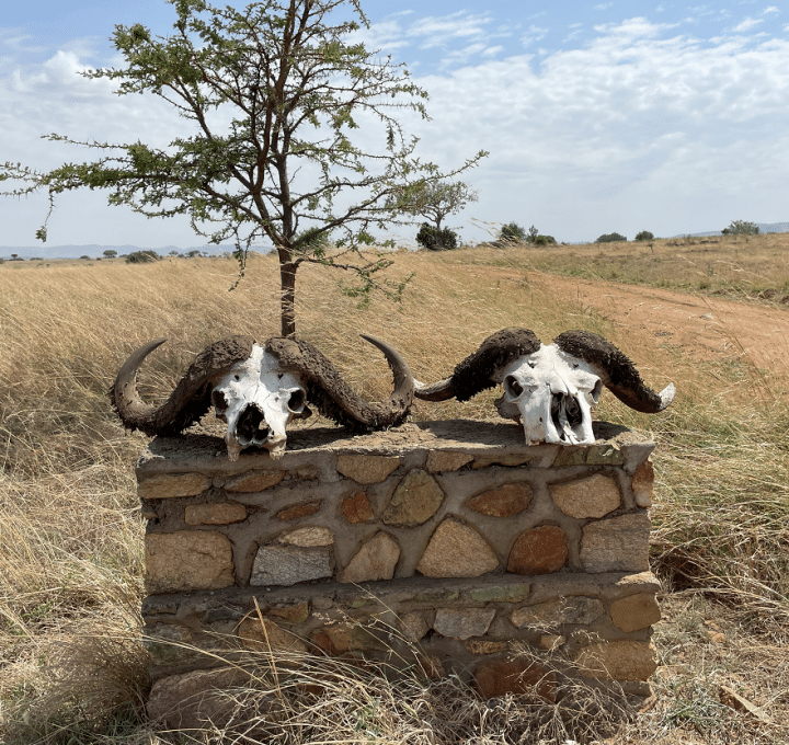 Two horns mounted on a stone wall, showcasing a unique and intriguing display of nature's beauty.