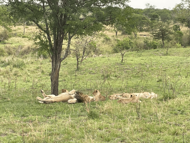 pride of lions asleep in grass under a tree